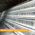 Hot Sale A Type Layer Poultry Battery Cages for Algeria Chicken Farm